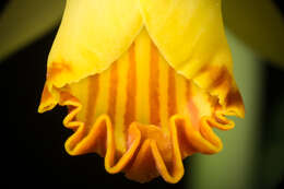 Image of Phaius flavus (Blume) Lindl.