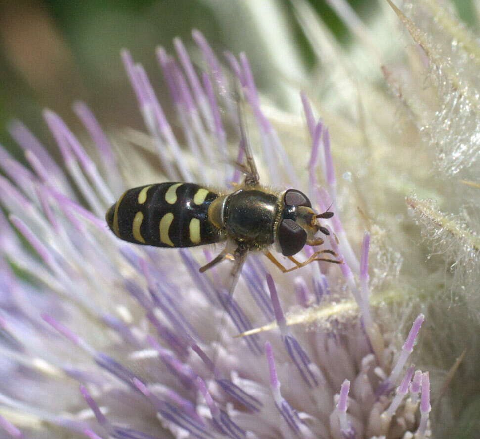 Image of Eupeodes lapponicus (Zetterstedt 1838)