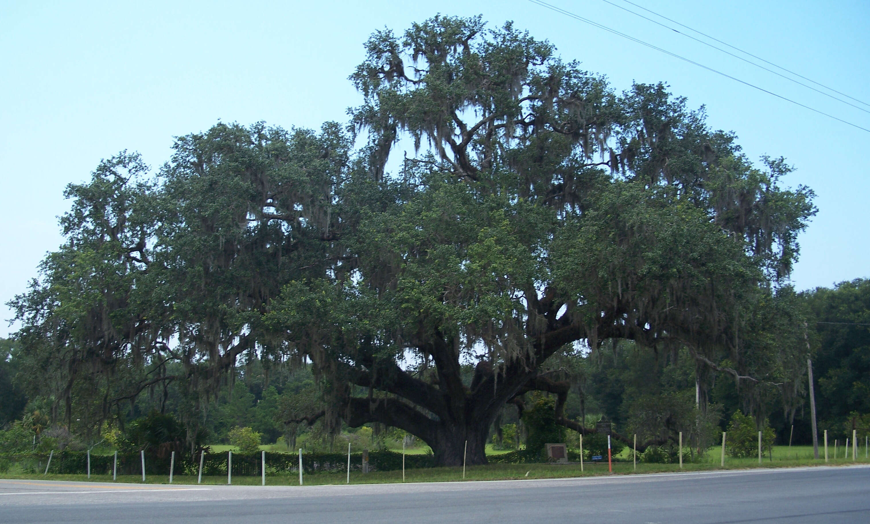 Image of Southern Live Oak