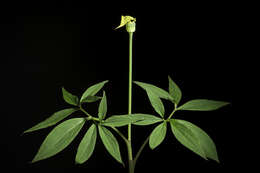 Image of Arisaema flavum (Forssk.) Schott