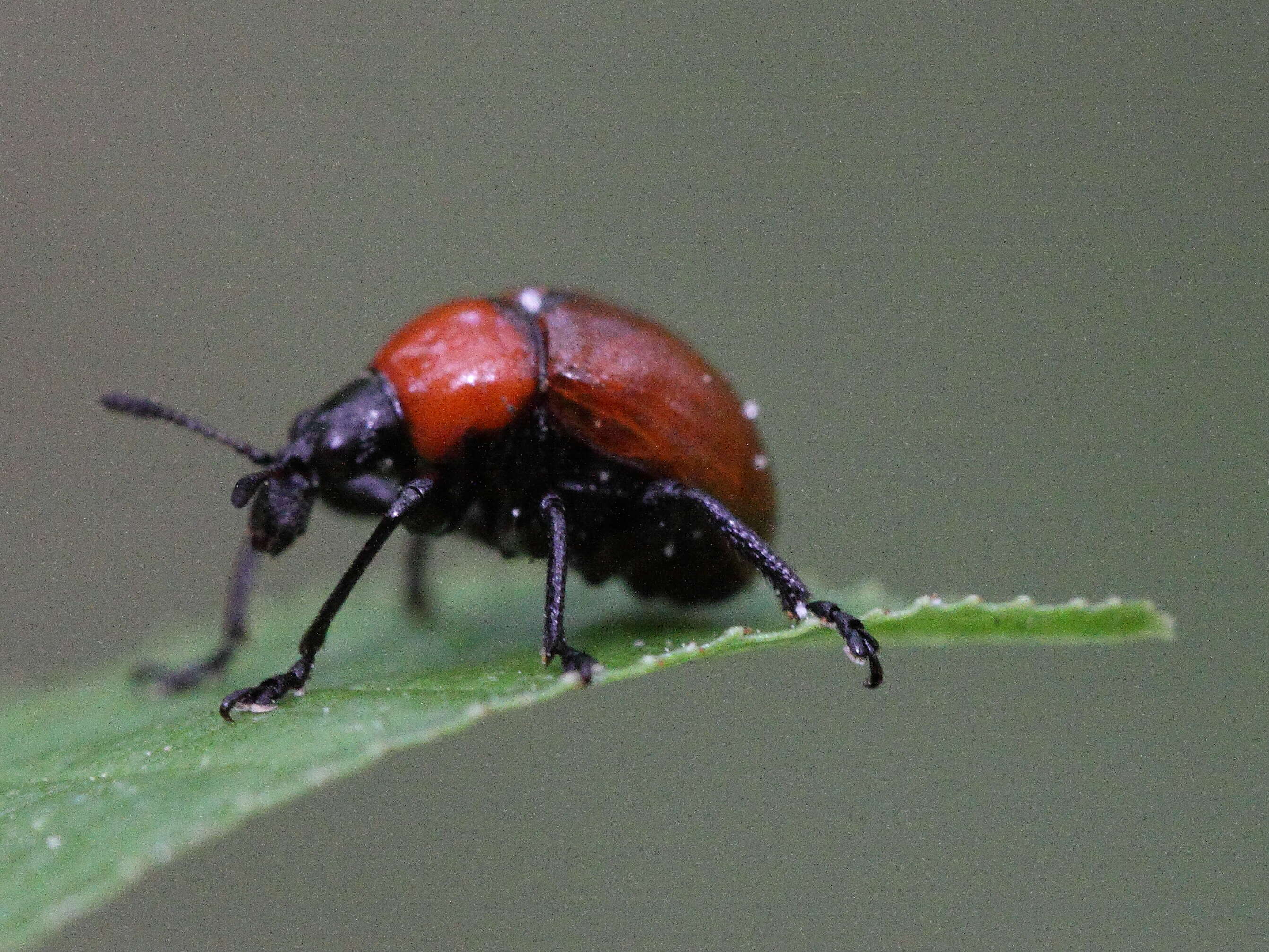 Image of Oak Leaf-roller