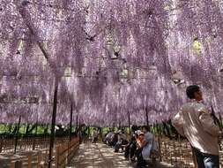 Plancia ëd Wisteria floribunda (Willd.) DC.