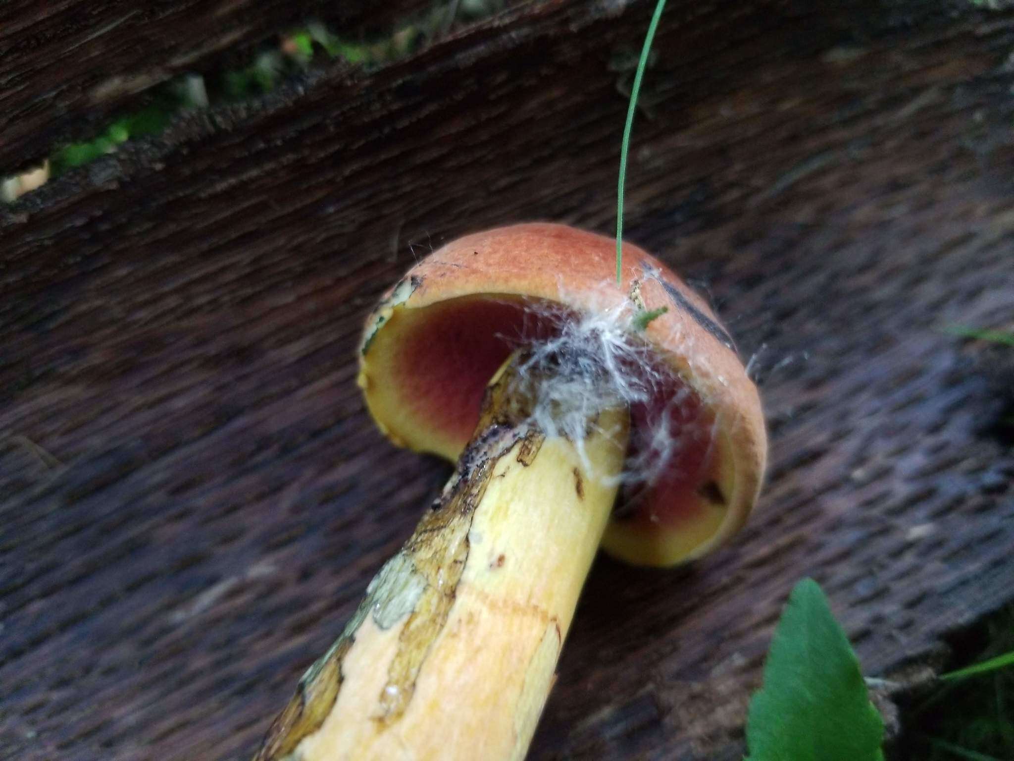 Image of Neoboletus luridiformis (Rostk.) Gelardi, Simonini & Vizzini 2014