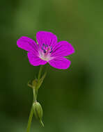 Imagem de Geranium palustre L.