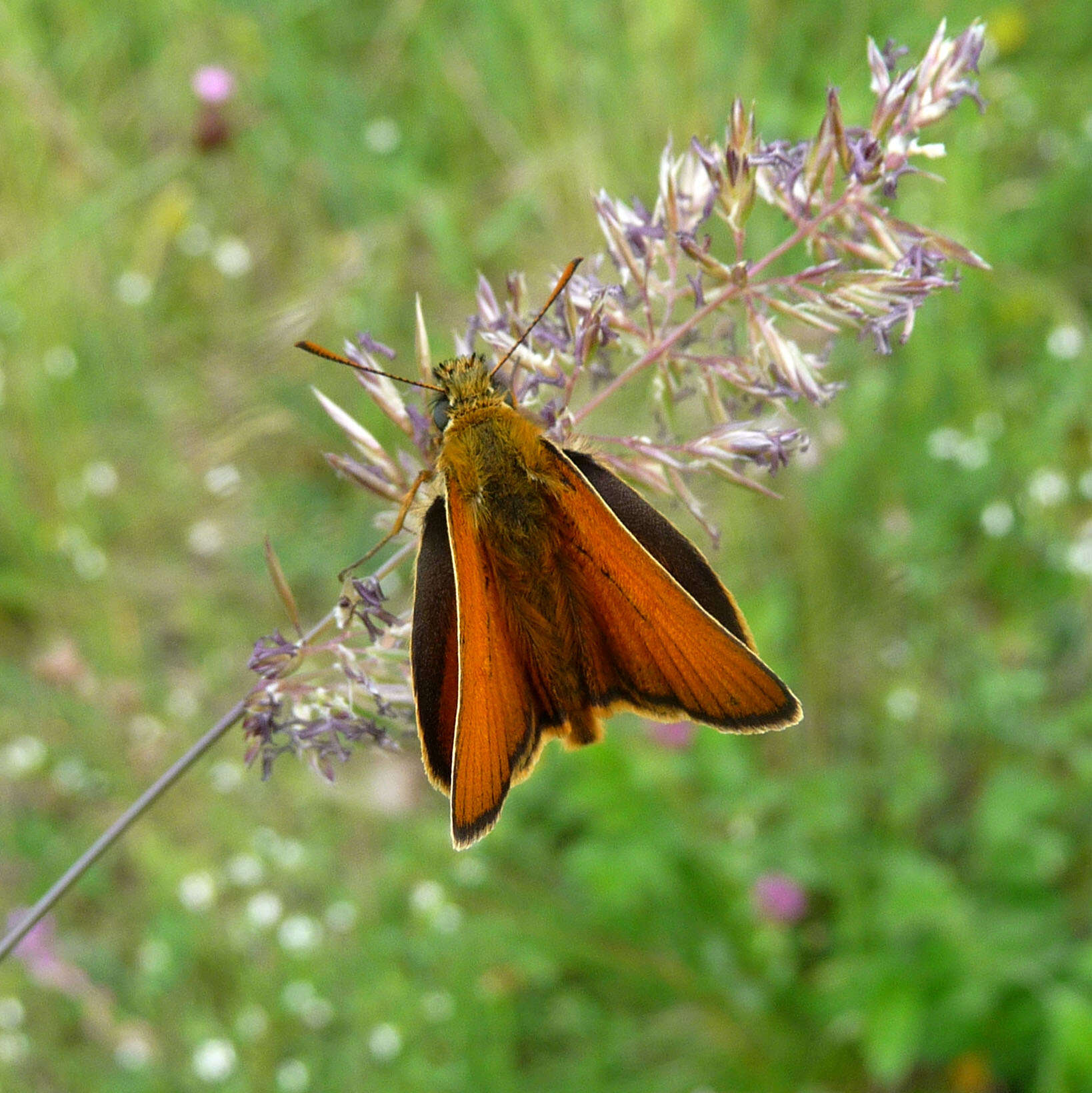 Image of small skipper