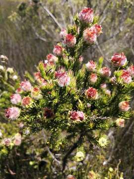 Imagem de Leucadendron laxum I. Williams