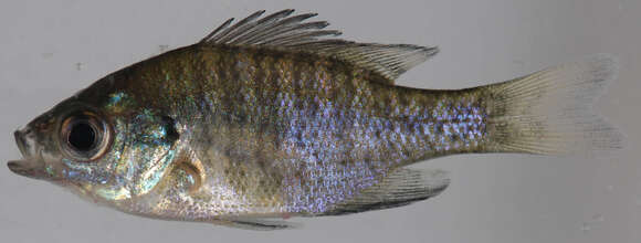 Image of Bluegill Sunfish