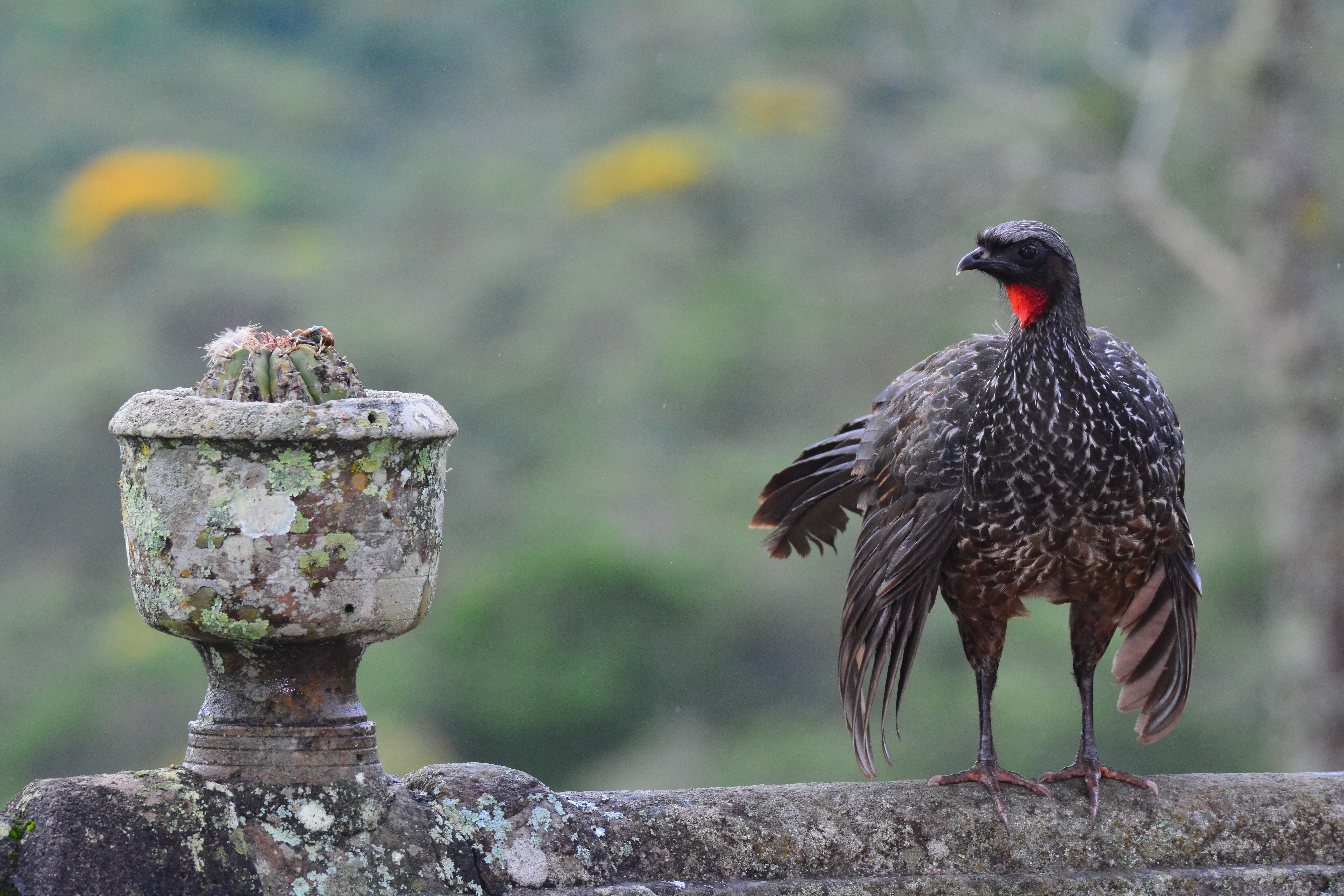 Image of Dusky-legged Guan