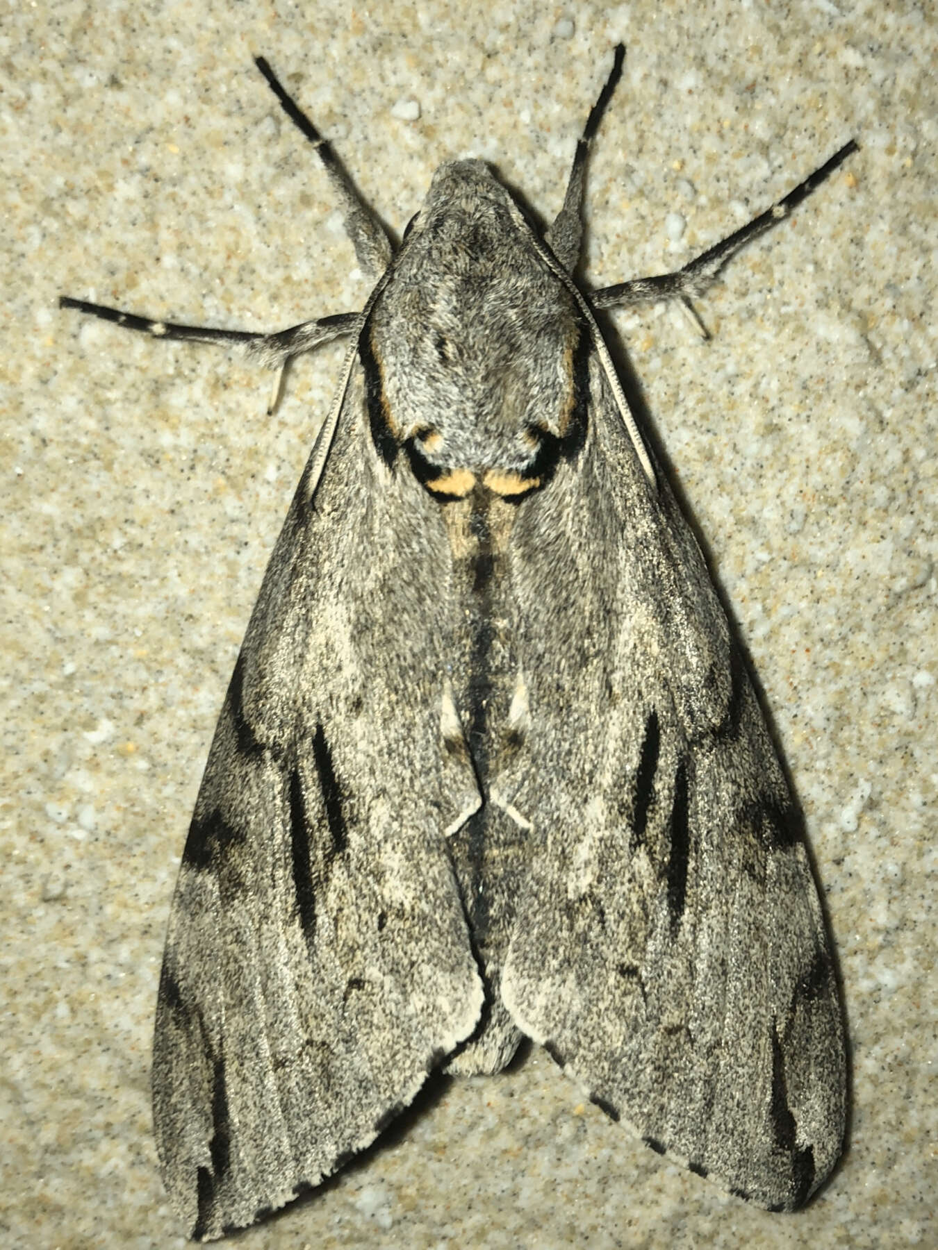 Image of Gray hawk moth