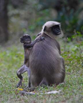 Image of Semnopithecus hypoleucos