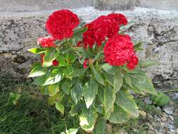 Imagem de Celosia argentea var. cristata