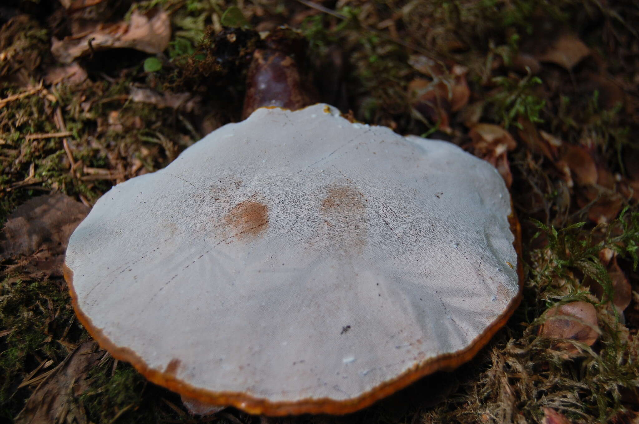 Image of lingzhi mushroom