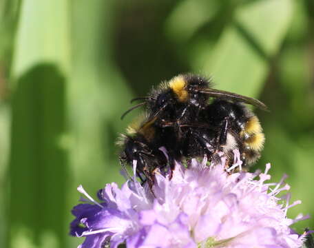 Image of Bombus sylvestris (Lepeletier 1832)