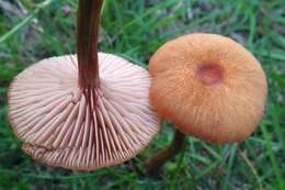 Image of Laccaria laccata (Scop.) Cooke 1884