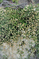 Image of Baccharis patagonica Hook. & Arn.