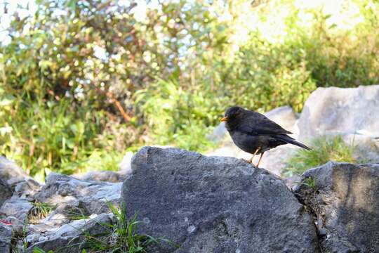 Image of Island Thrush