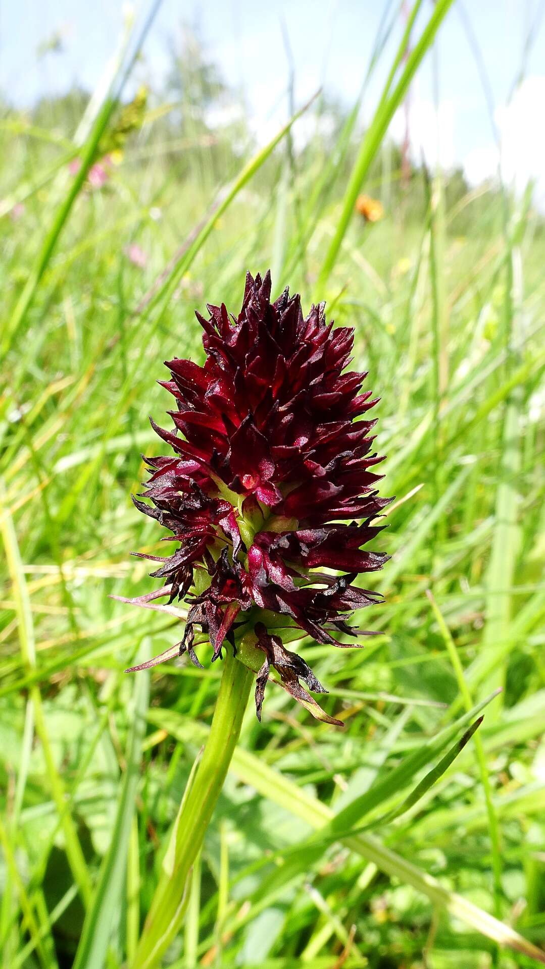 Image of Gymnadenia rhellicani (Teppner & E. Klein) Teppner & E. Klein