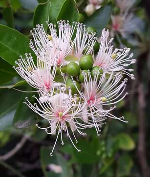 Image de Capparis sepiaria L.