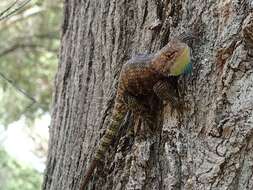 Image of Desert Spiny Lizard