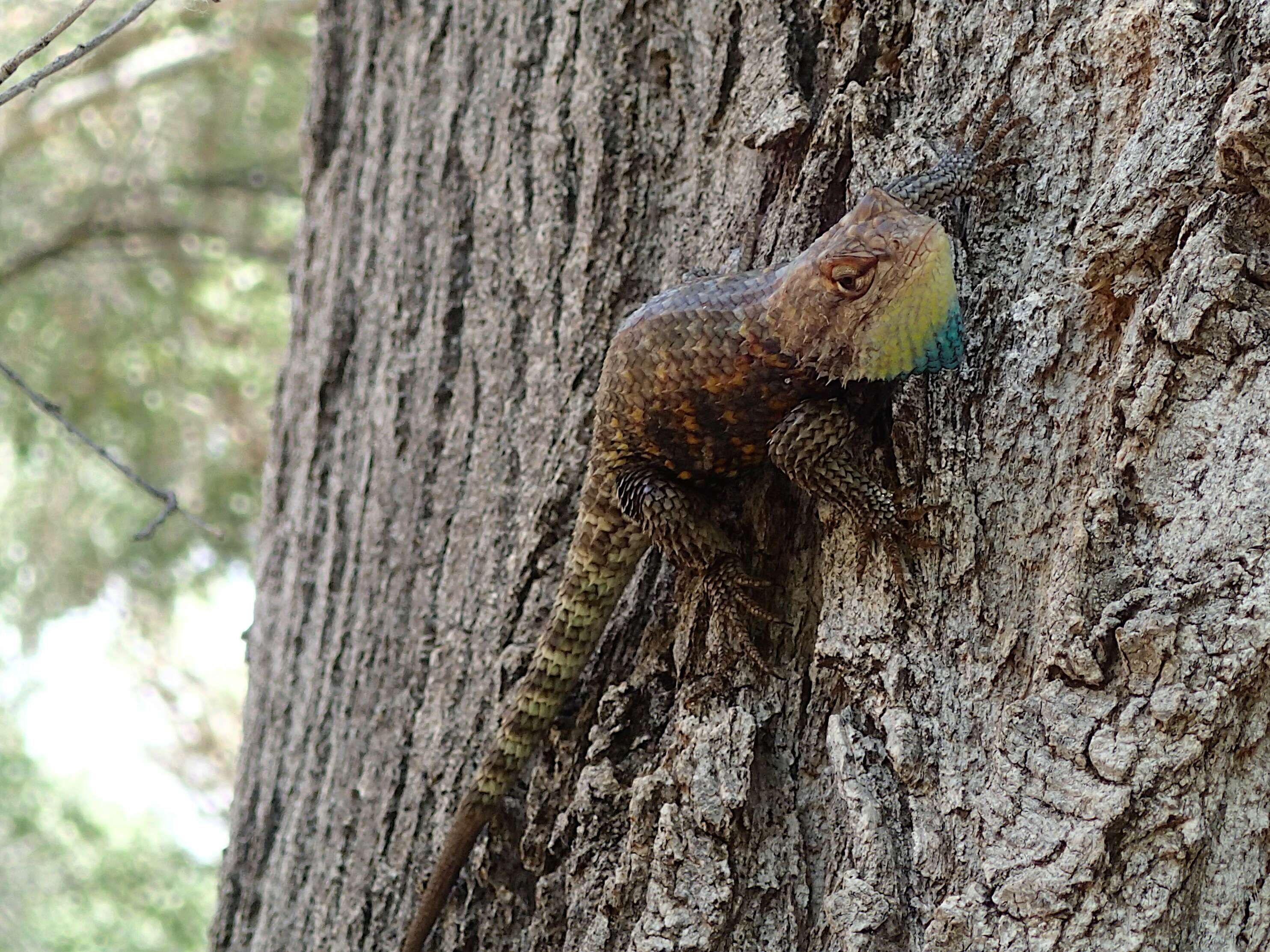 Image of Desert Spiny Lizard