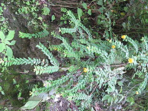 Image of Hypericum oblongifolium Choisy