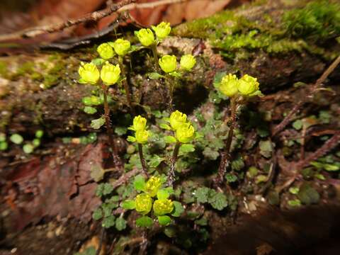 Plancia ëd Chrysosplenium