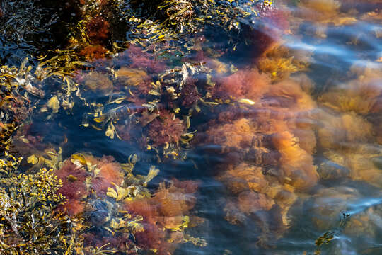 Image of toothed wrack