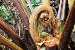 Image of West Indian treefern