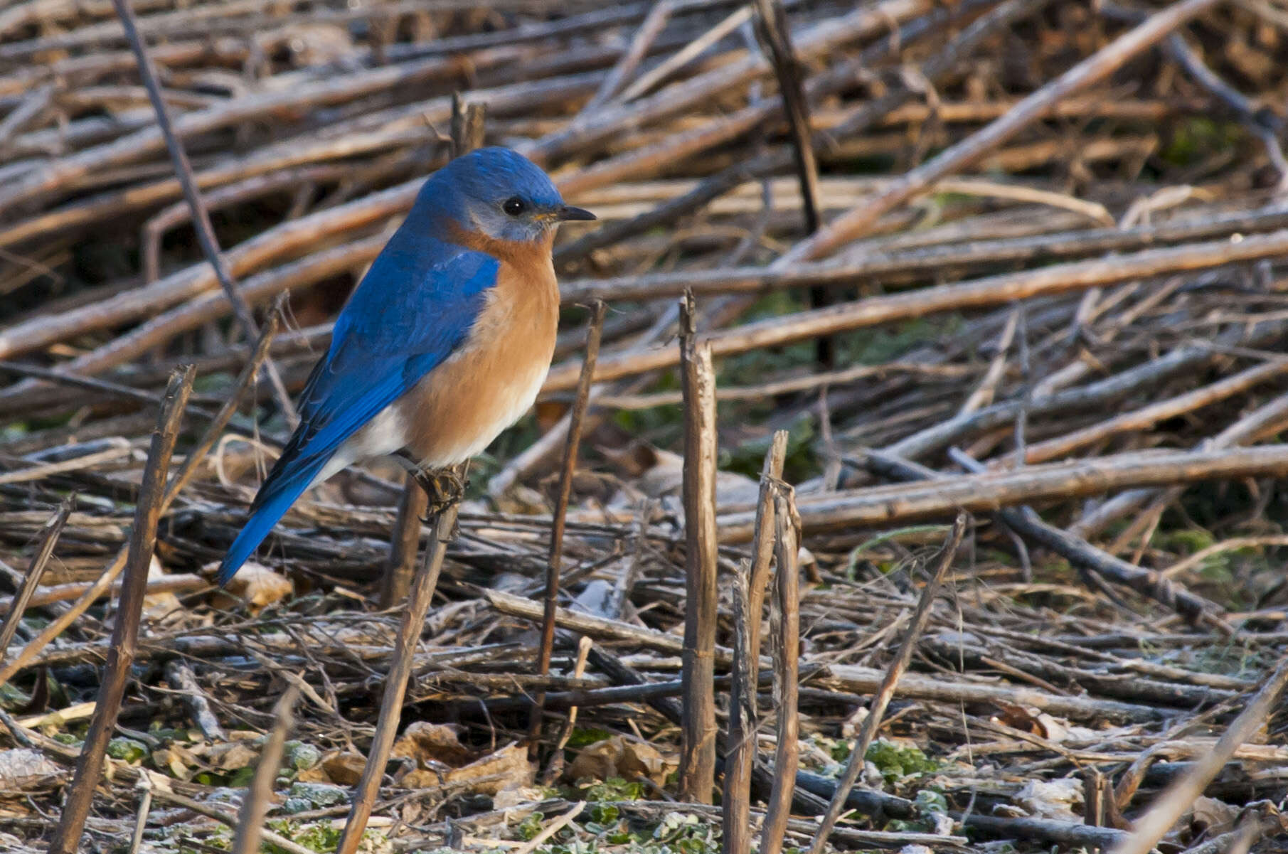 Image of Eastern Bluebird