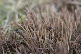 Image of cup lichen