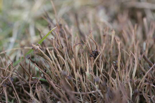 Image of cup lichen