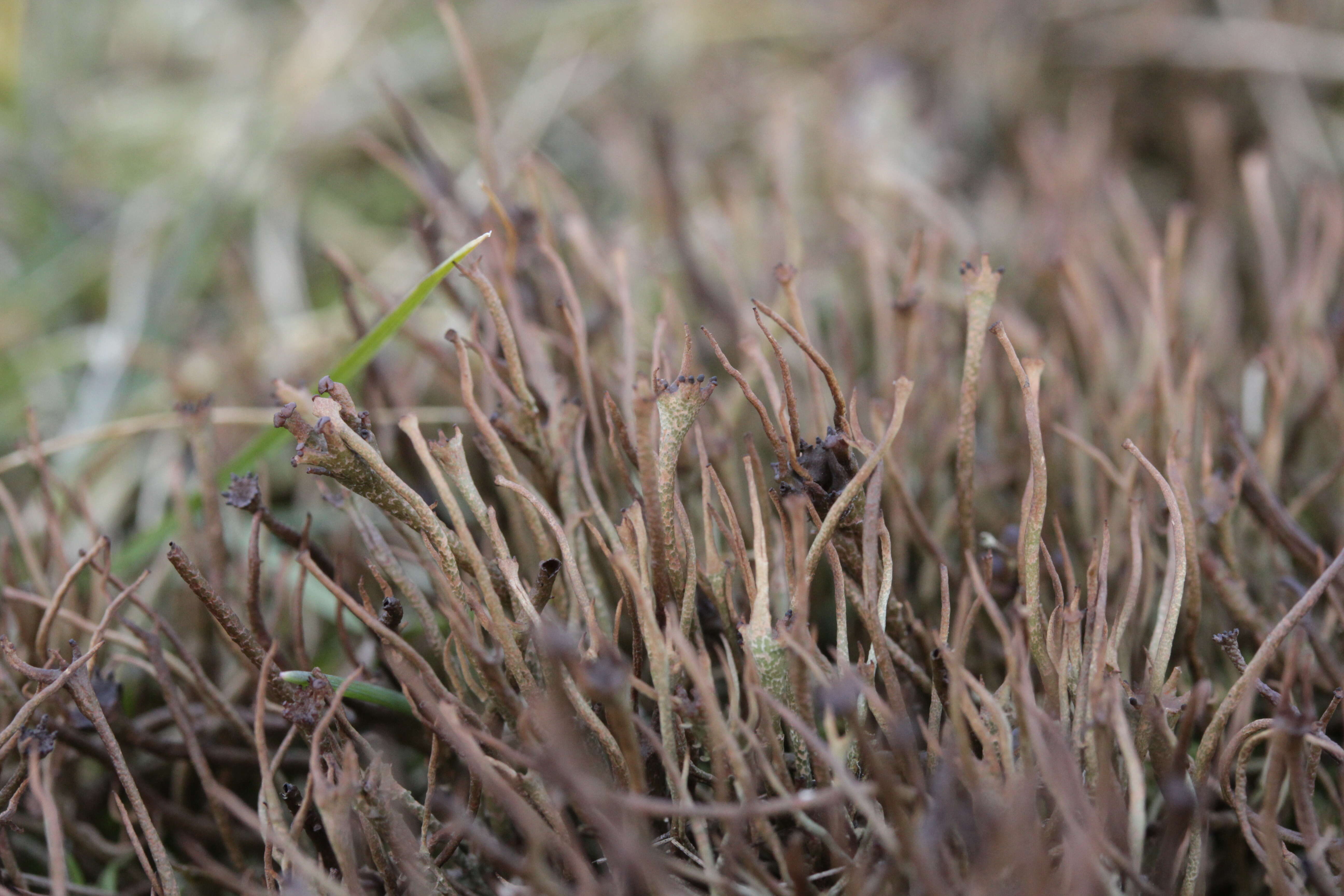 Image of cup lichen