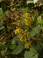 Image of Broad-leaved goldenrod