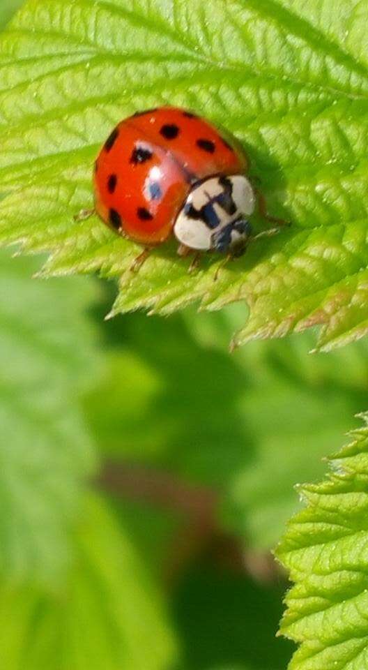 Image of Harmonia axyridis (Pallas 1773)