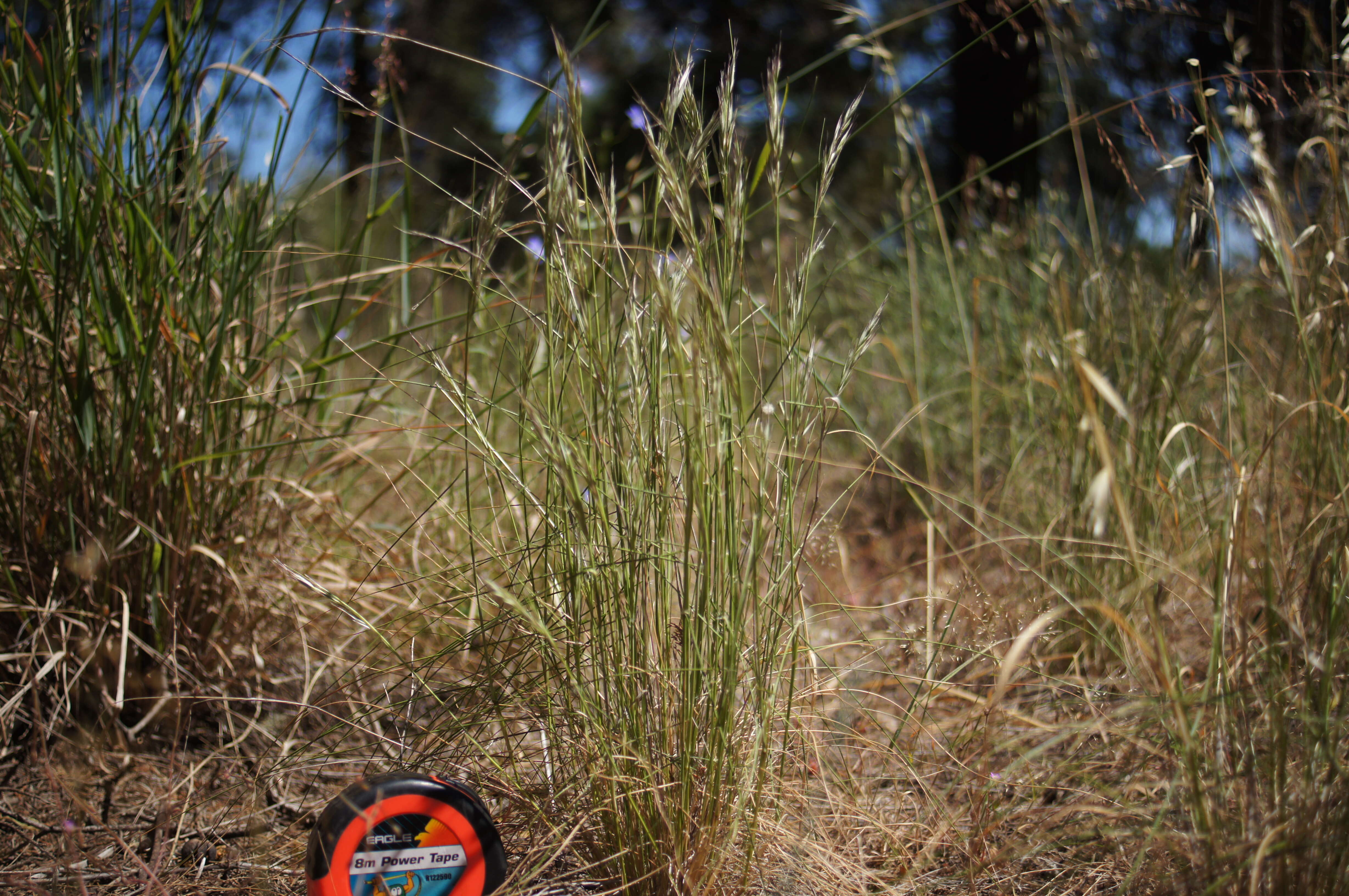 صورة Rytidosperma caespitosum (Gaudich.) Connor & Edgar