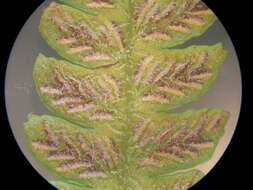 Image of Petersen's-Spleenwort