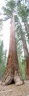 Image of giant sequoia