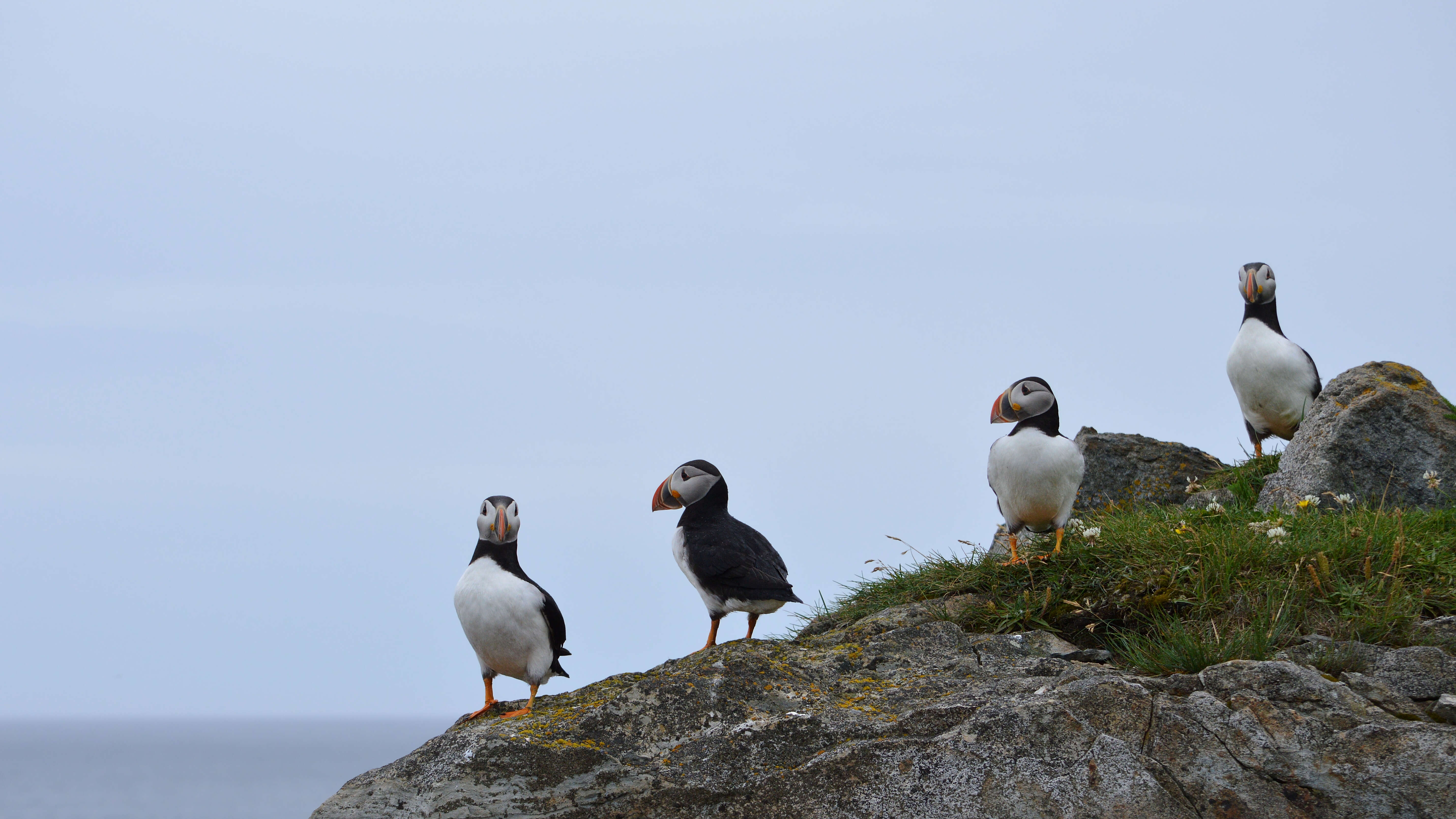 Image of Puffin