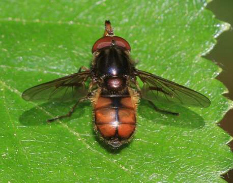 Image of Rhingia campestris Meigen 1822