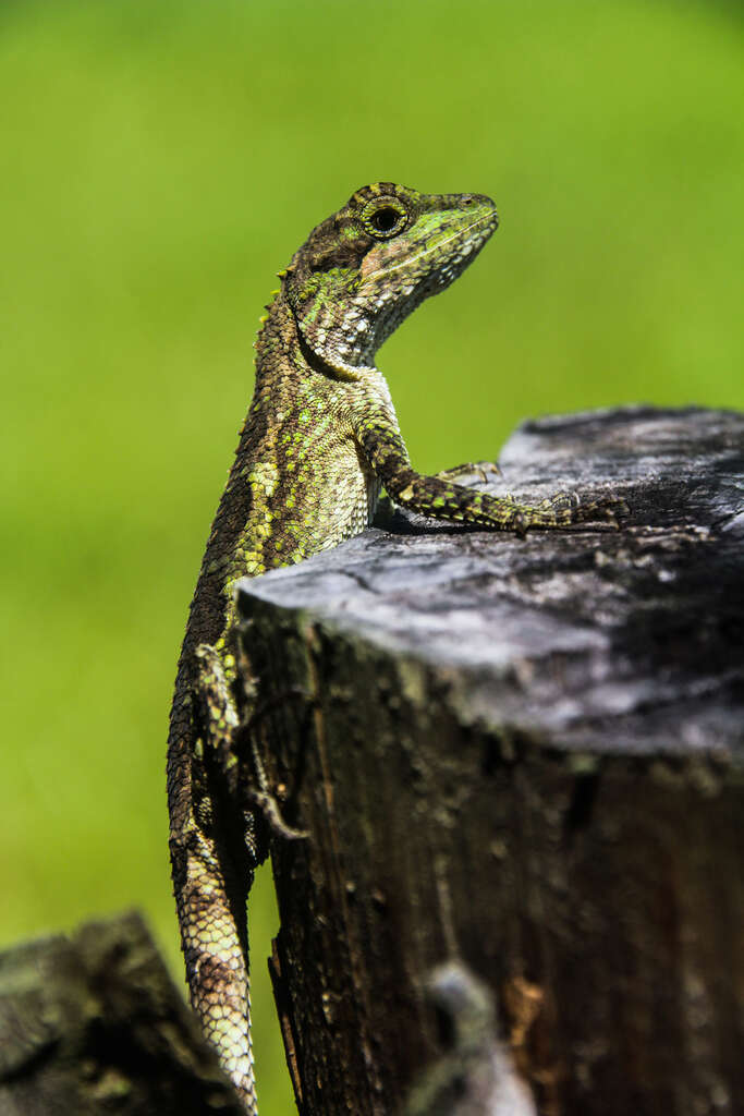 Image of Okinawa Tree Lizard