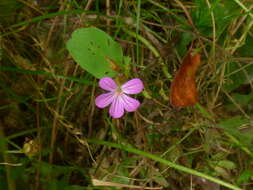 Imagem de Geranium palustre L.