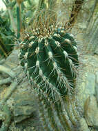 Image of Emory's barrel cactus