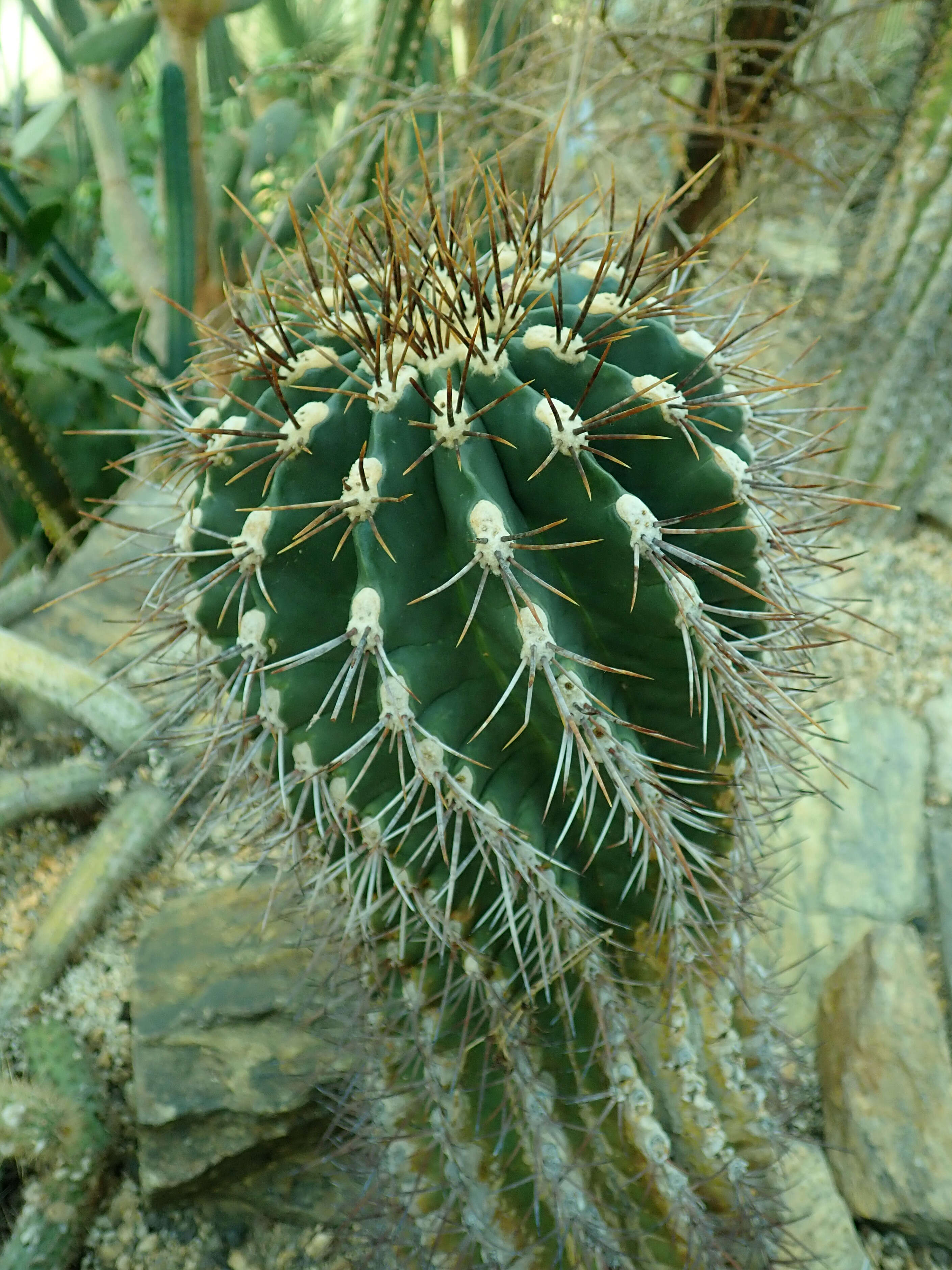 Image of Emory's barrel cactus