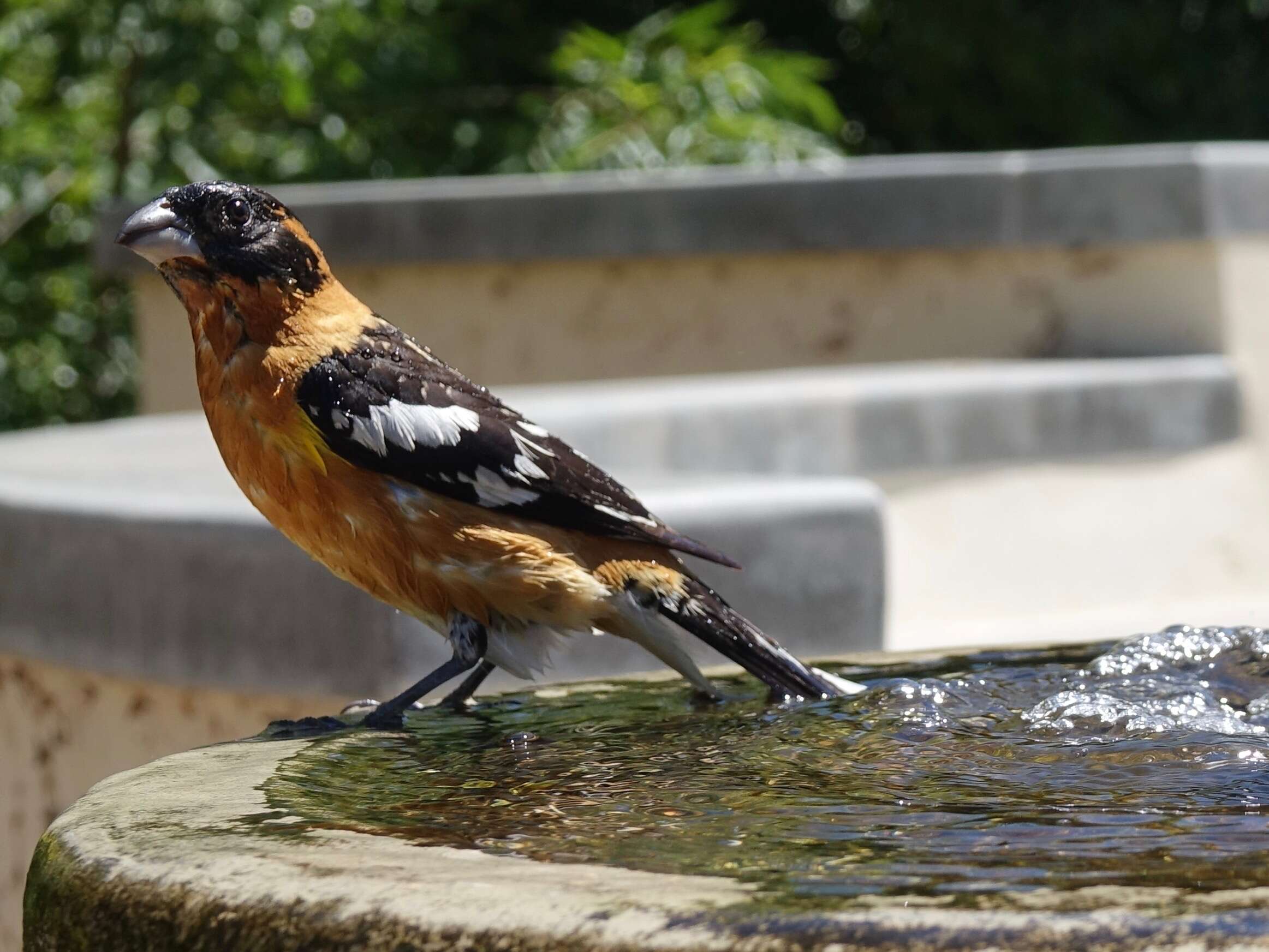 Image of Black-headed Grosbeak