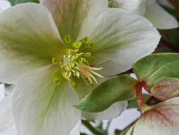 Image of Hellebore