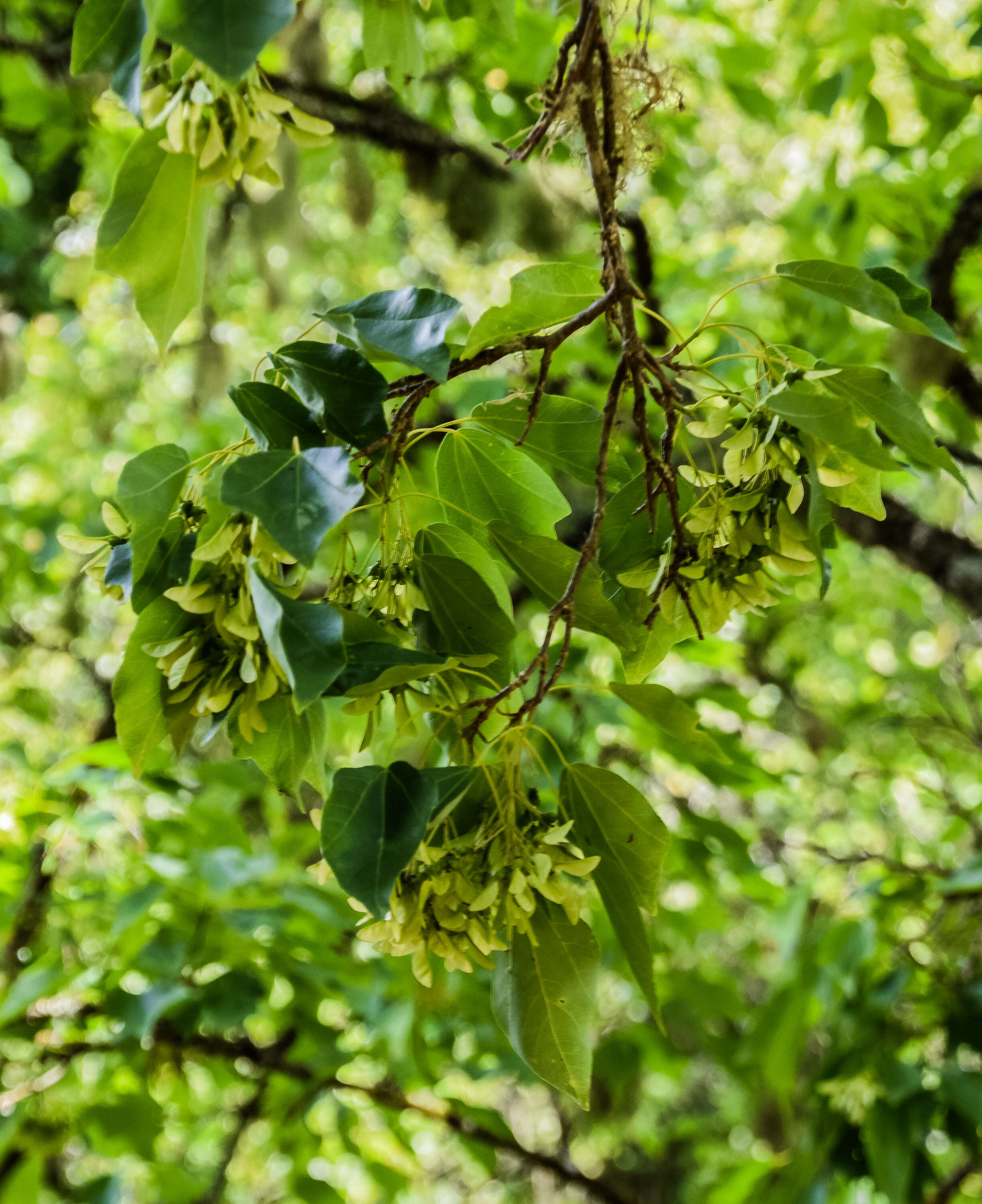 Image of three-toothed maple