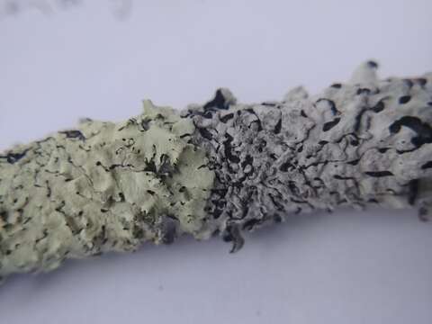 Image of Common greenshield lichen