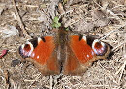 Image of Aglais io