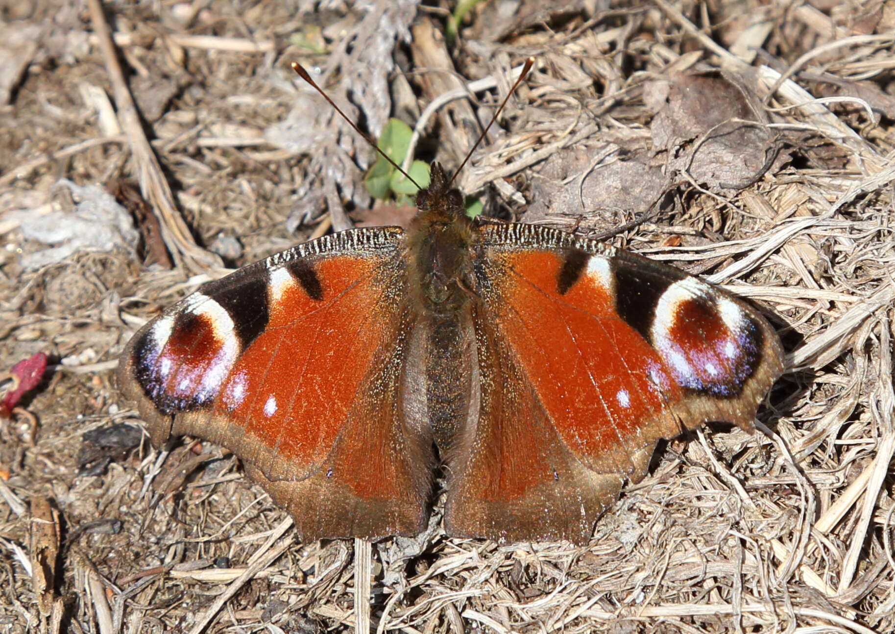 Image of Aglais io