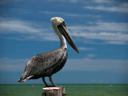 Image of Pelecanus occidentalis carolinensis Gmelin & JF 1789